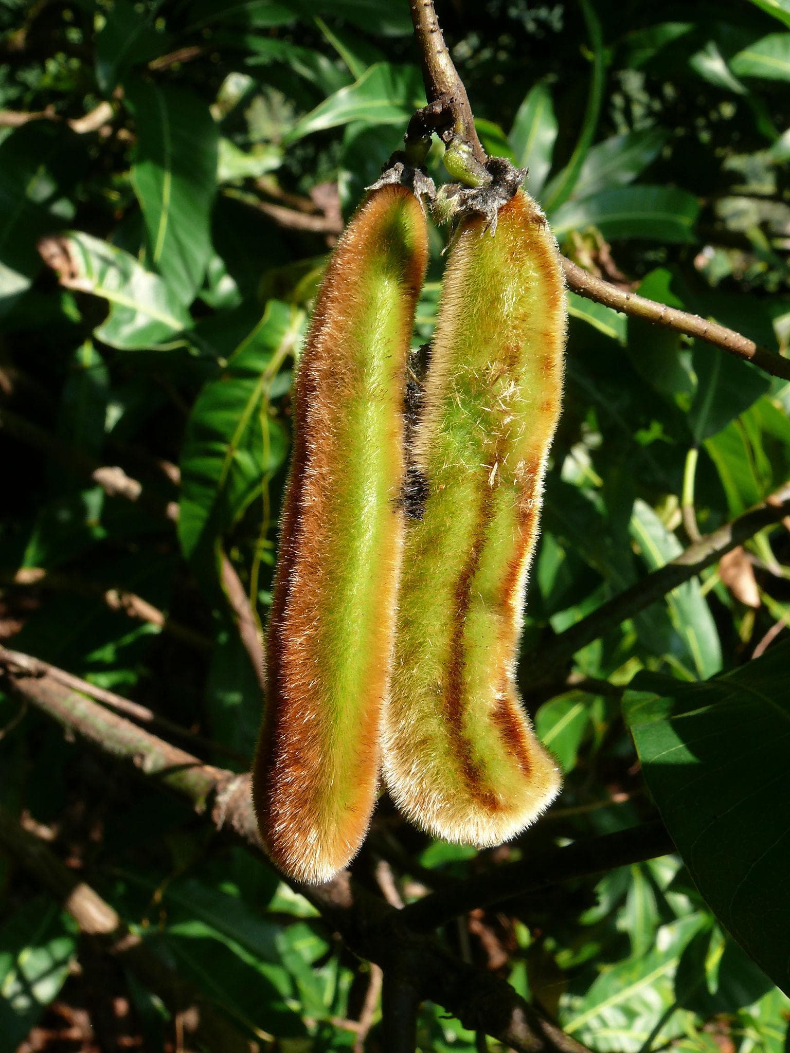 Mucuna pruriens, Velvet bean Seeds — product photo 15