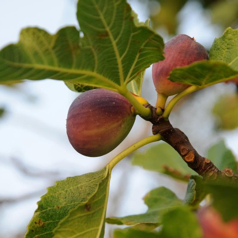 Himalayan Fig, Punjab fig Seeds — product photo 7