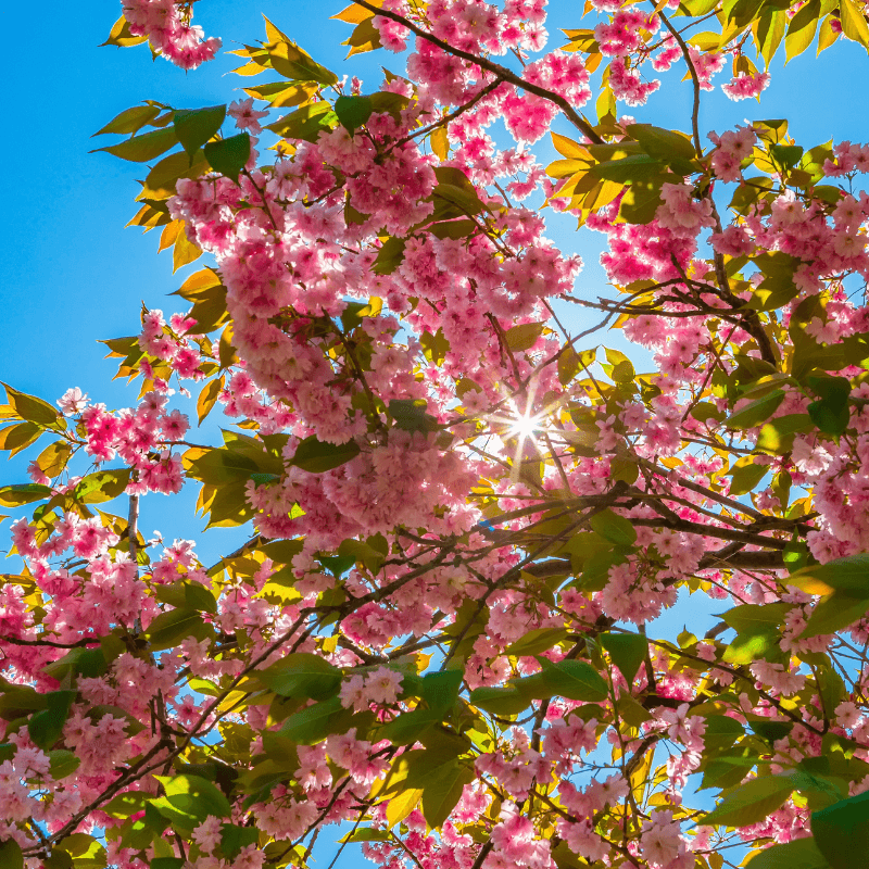 Sakura, Prunus Serrulata, Japanese cherry Seeds