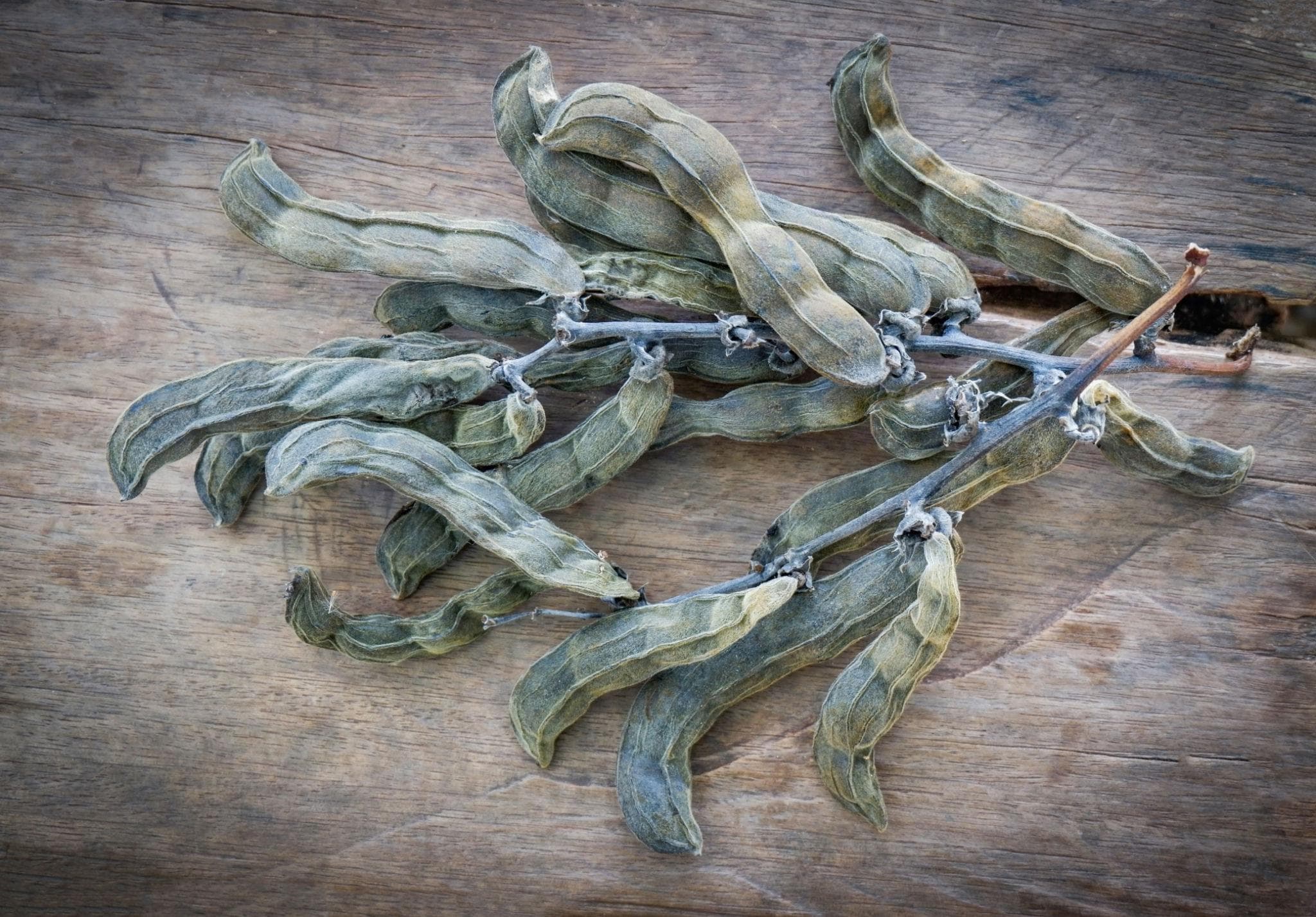 Mucuna pruriens, Velvet bean Seeds — product photo 18