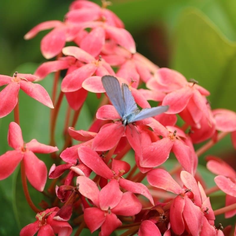 Ixora, West Indian jasmine Seeds