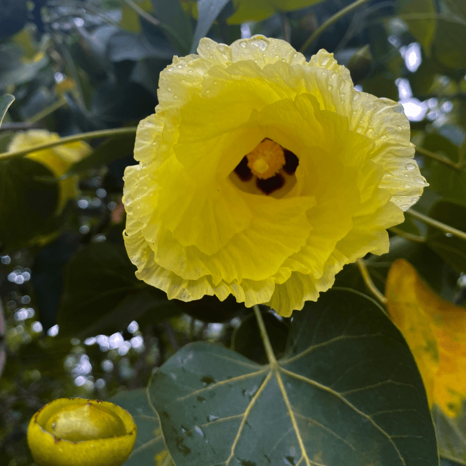 Thespesia Populnea, Portia Tree Seeds