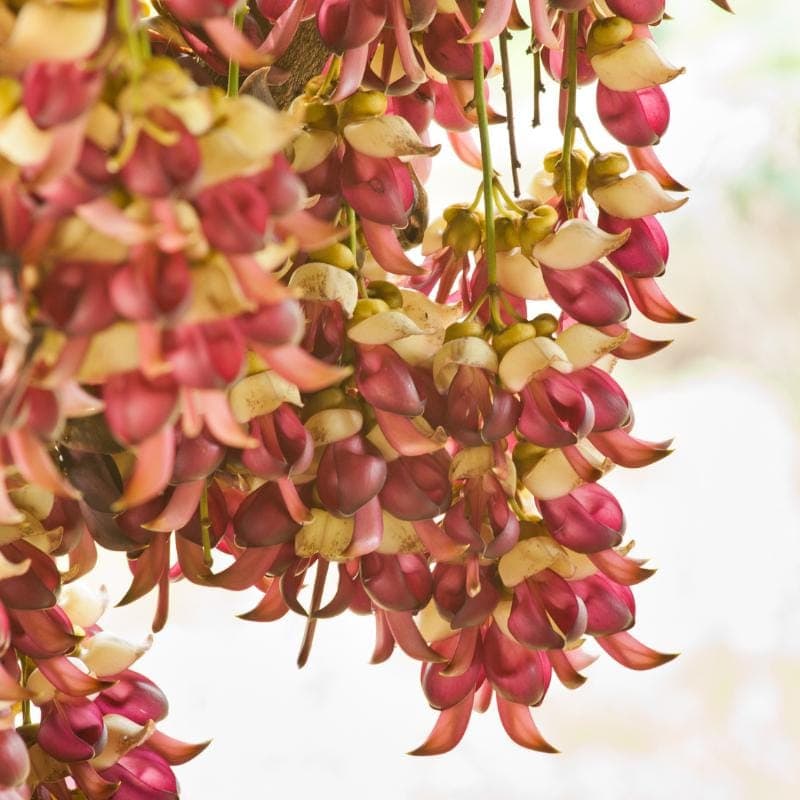 Mucuna pruriens, Velvet bean Seeds — product photo 5