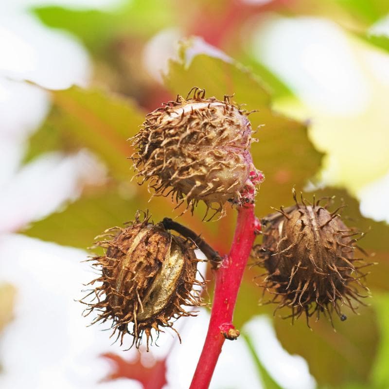 Castor bean Seeds — product photo 5