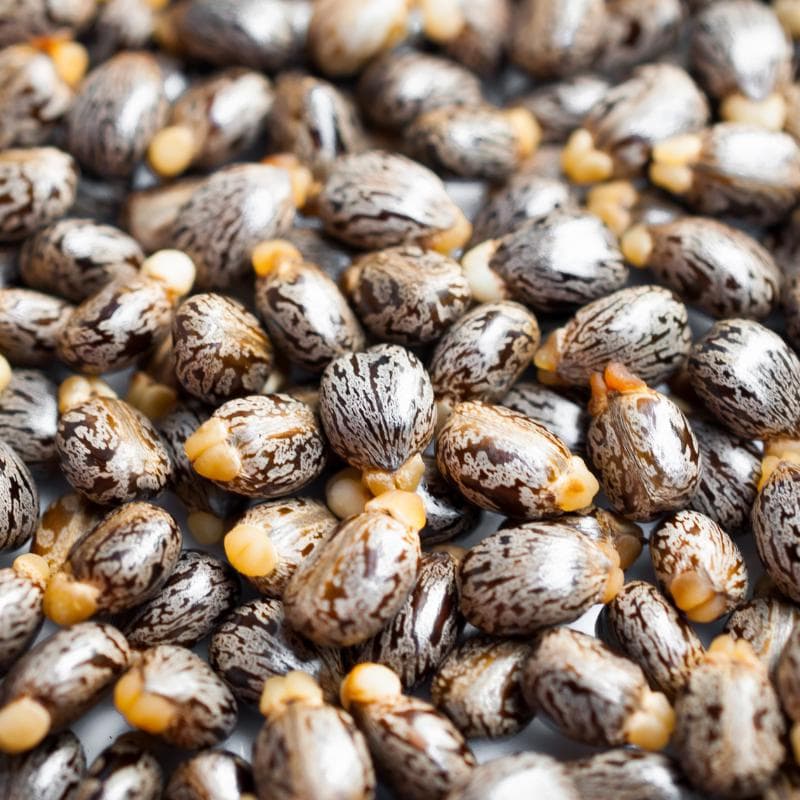 Castor bean Seeds