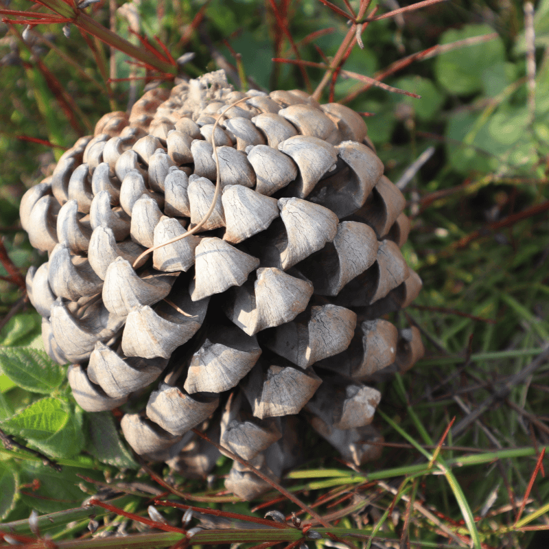 Pinus Roxburghii, Chir Pine Seeds