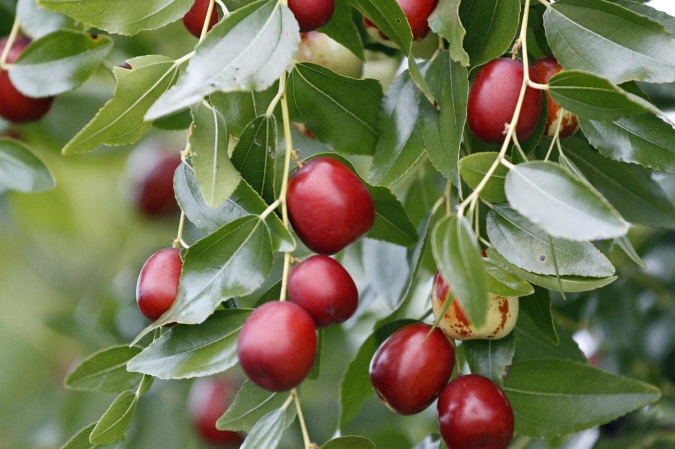 Red date, Chinese date, Ziziphus Seeds — product photo 11