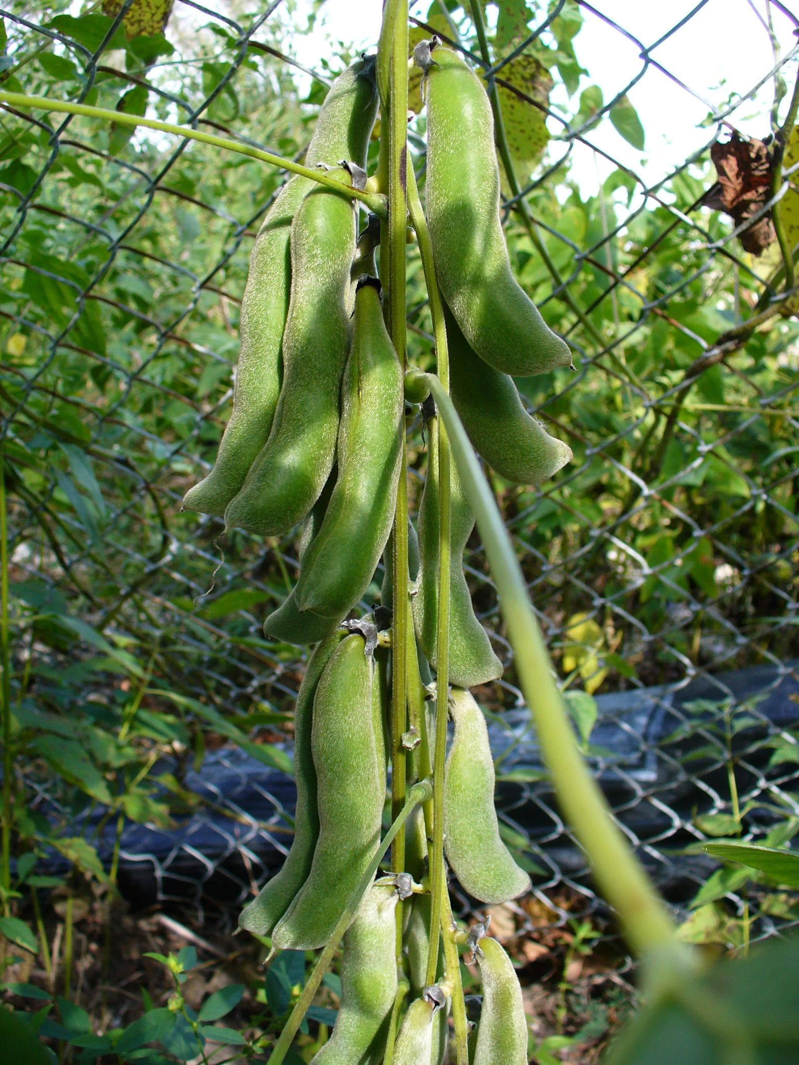 Mucuna pruriens, Velvet bean Seeds — product photo 19