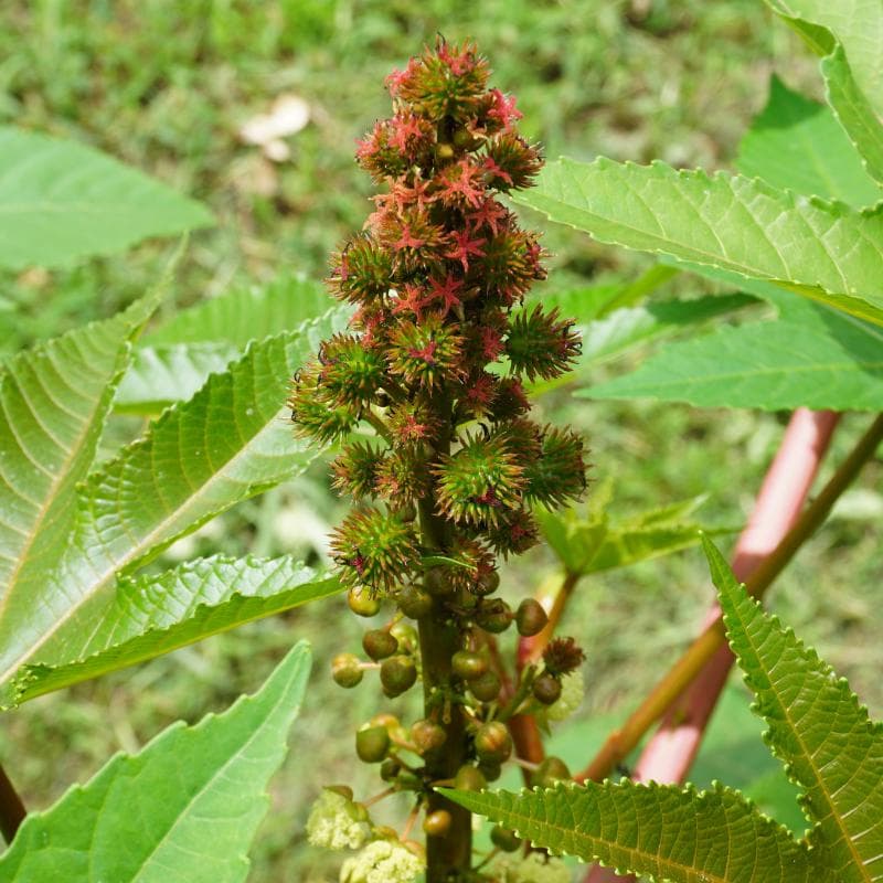 Castor bean Seeds — product photo 3