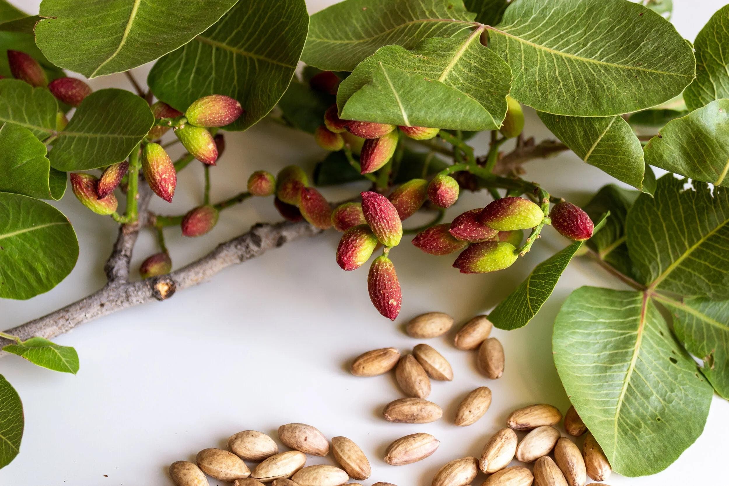 Pistachio Vera Seeds — product photo 12