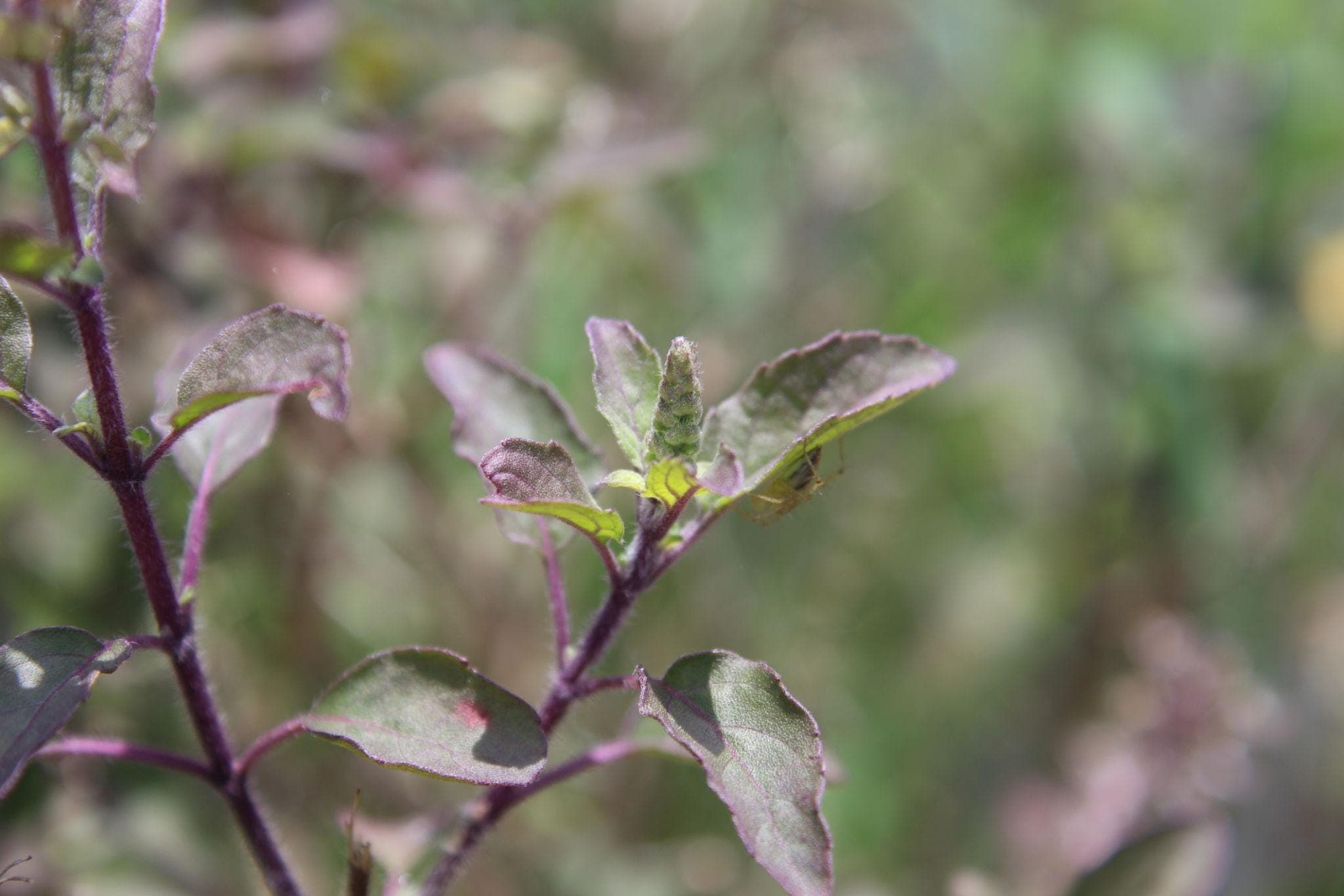 Krishna Tulsi, Tulsi (Black) Seeds — product photo 8