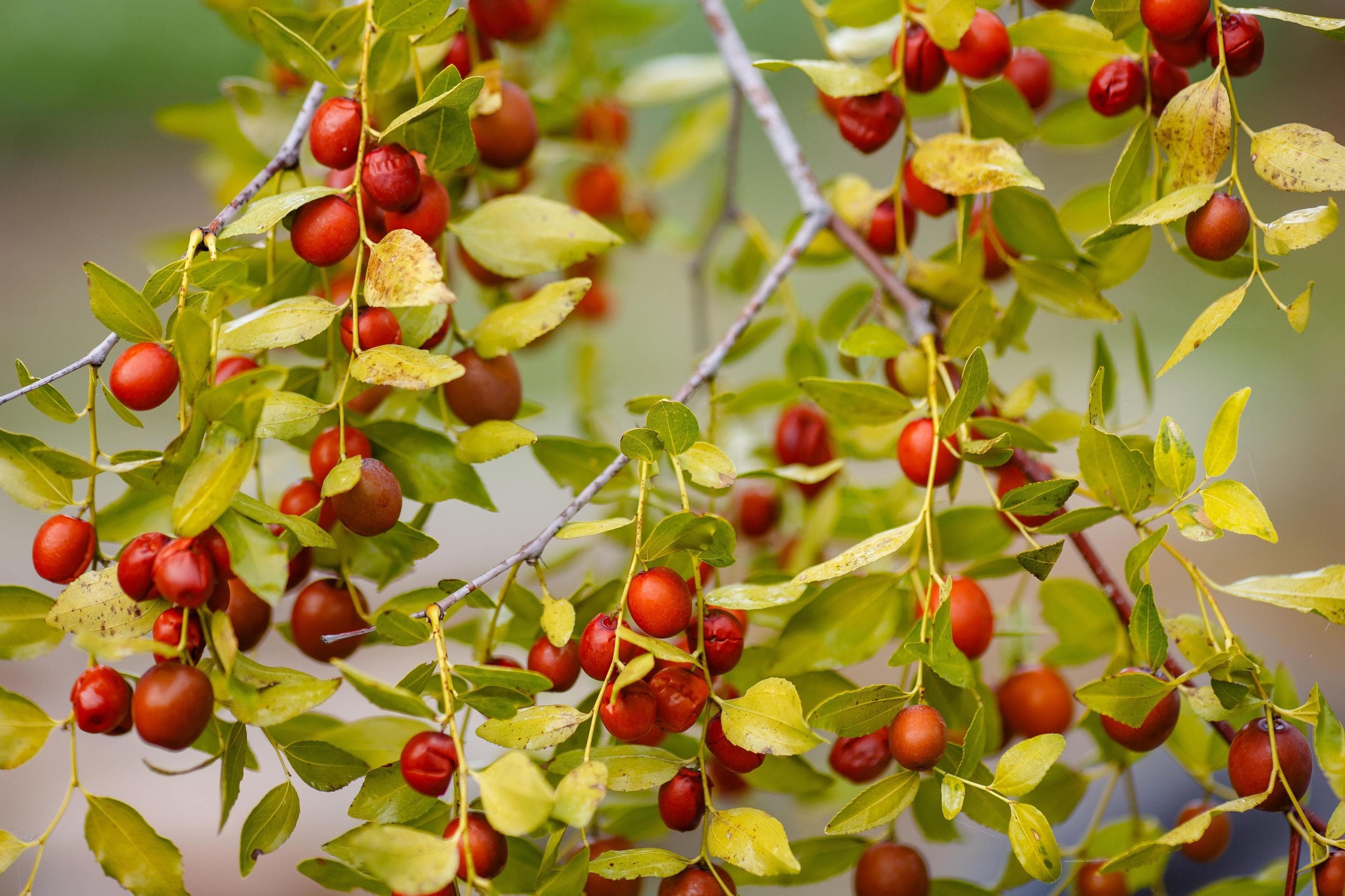 Red date, Chinese date, Ziziphus Seeds — product photo 15