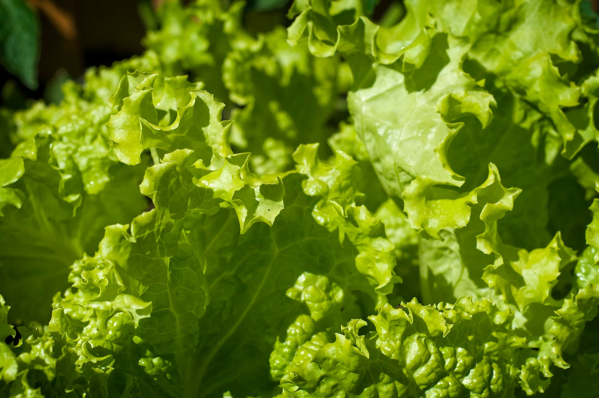 Grand Rapids Leaf Lettuce Seeds
