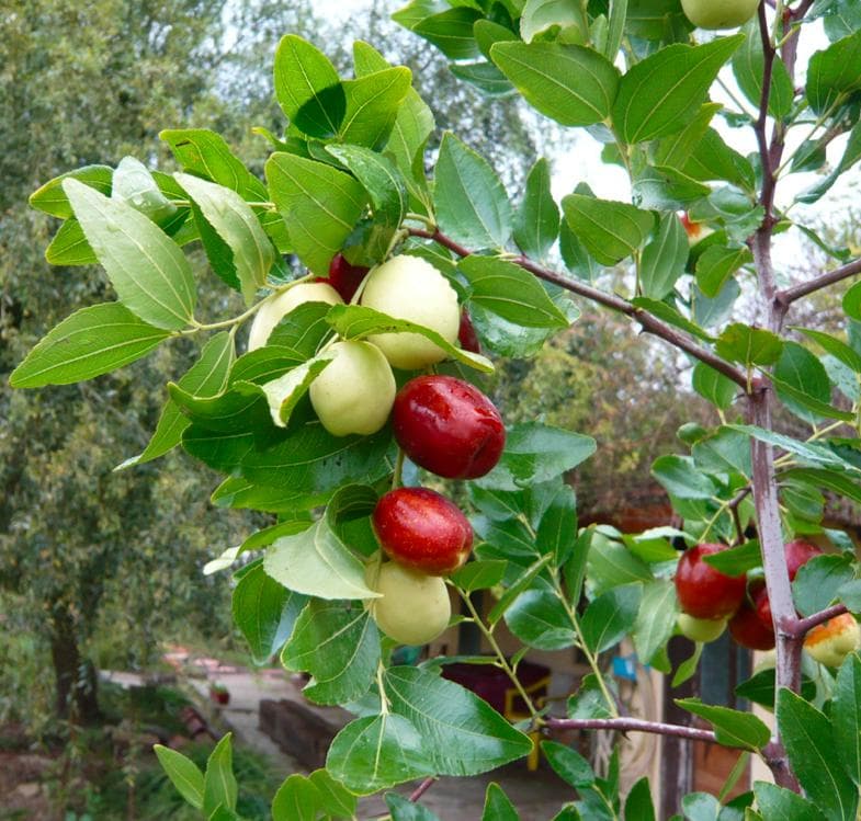 Red date, Chinese date, Ziziphus Seeds — product photo 18