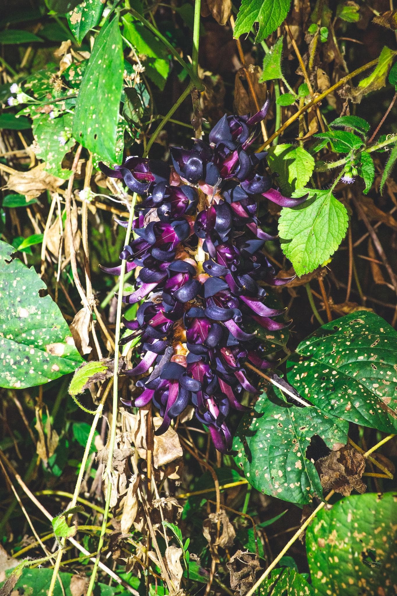 Mucuna pruriens, Velvet bean Seeds — product photo 10
