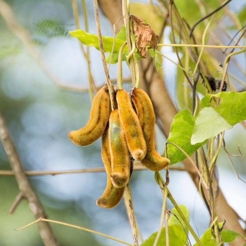 Mucuna pruriens, Velvet bean Seeds — product photo 4