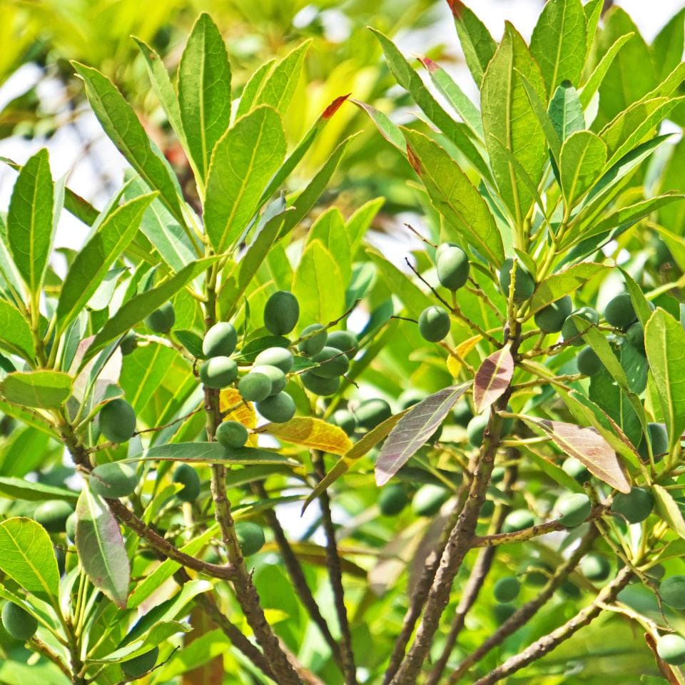 Elaeocarpus Ganitrus, Rudraksha tree Seeds — product photo 7
