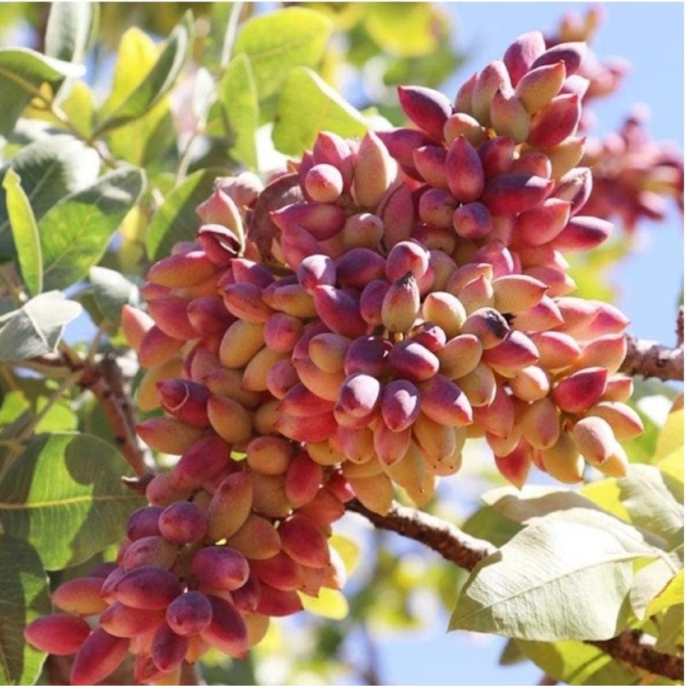 Pistachio Vera Seeds — product photo 7