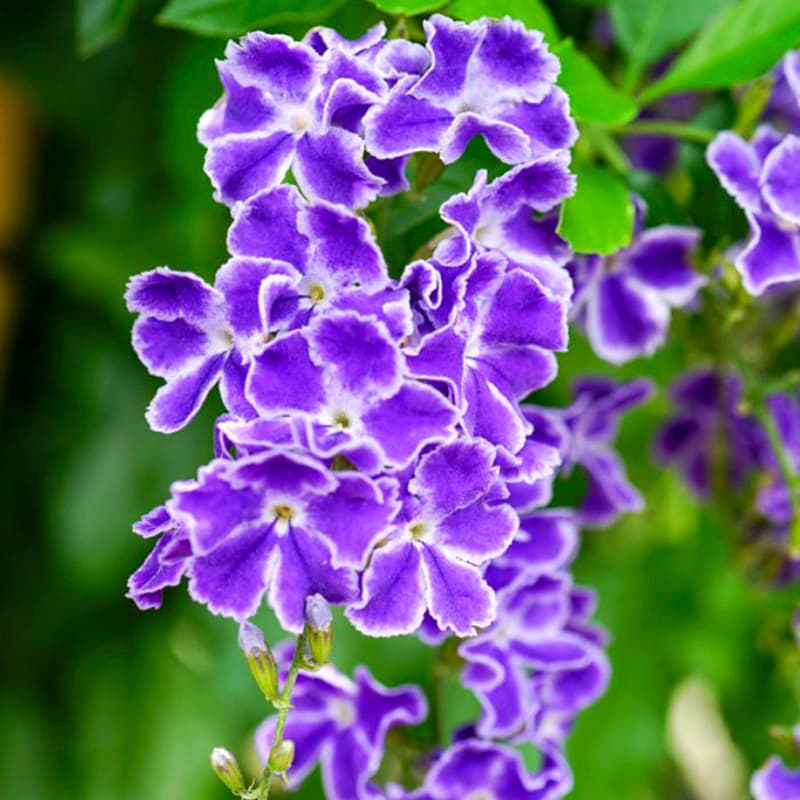 Duranta erecta Seeds