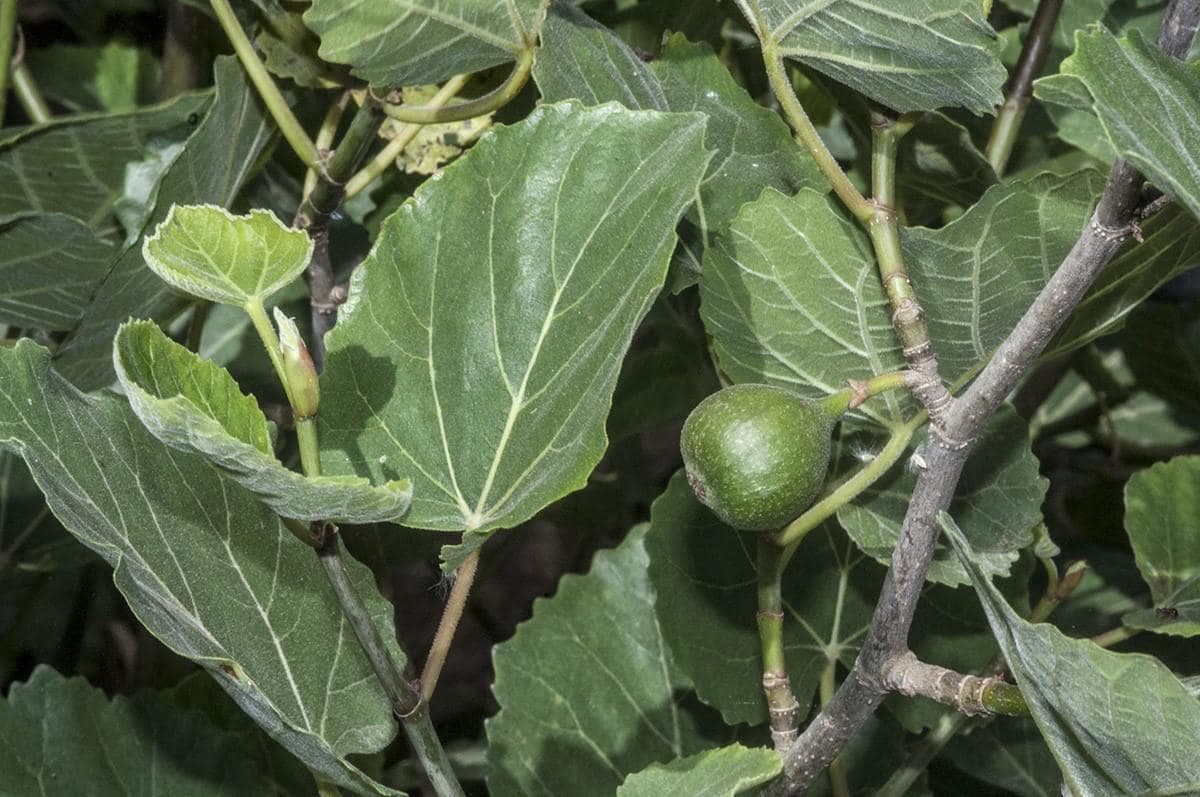 Himalayan Fig, Punjab fig Seeds — product photo 11