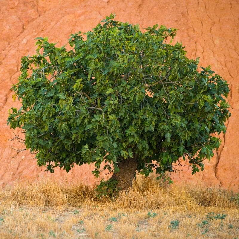 Himalayan Fig, Punjab fig Seeds — product photo 6