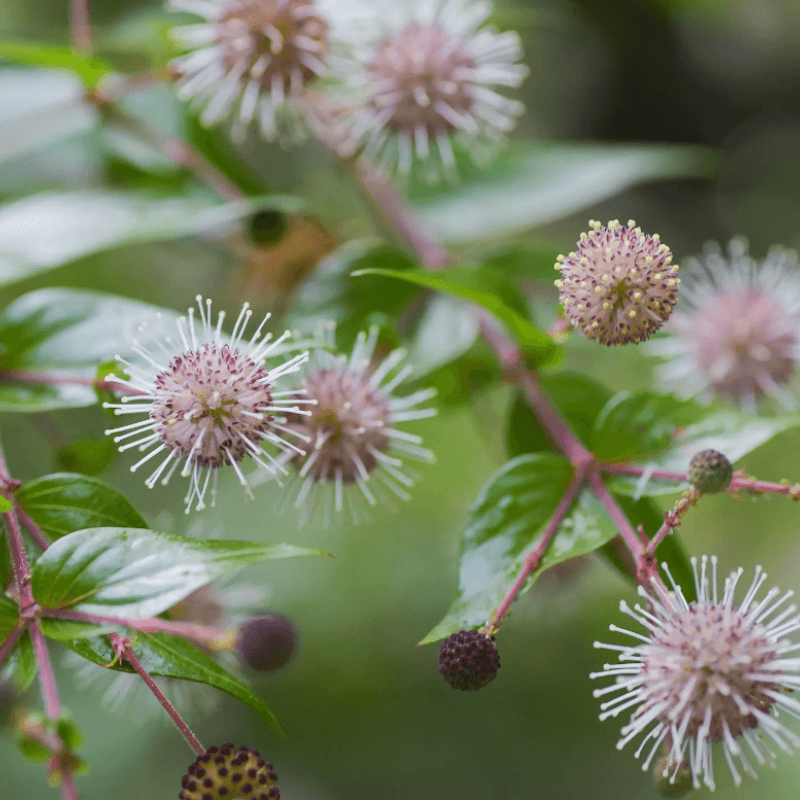 Adina cordifolia Seeds