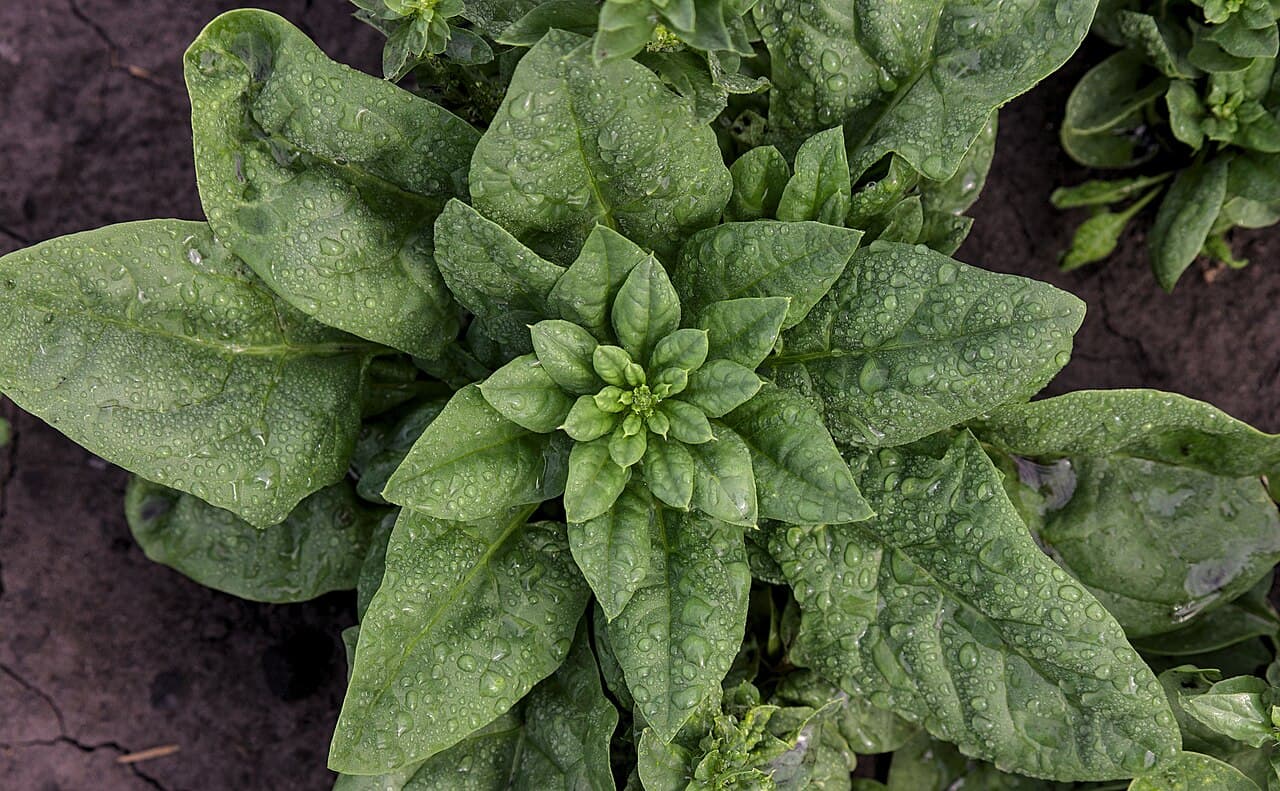 Matador Spinach Seeds