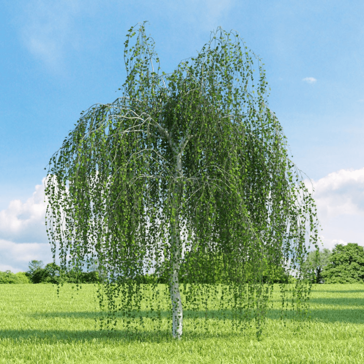 Weeping birch, Betula pendula Seeds