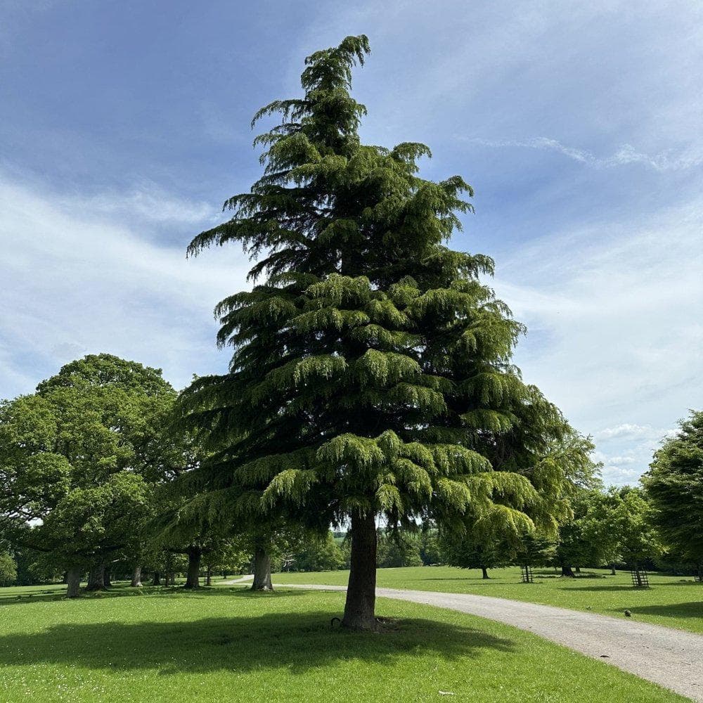 Himalayan Deodar Cedar Seeds (Cedrus deodara) — product photo 10