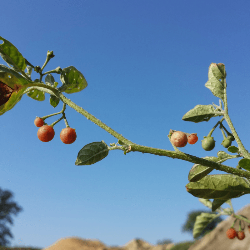 Hairy nightshade, woolly nightshade Seeds