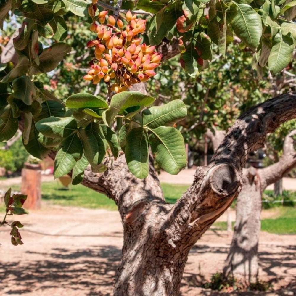 Pistachio Vera Seeds — product photo 2