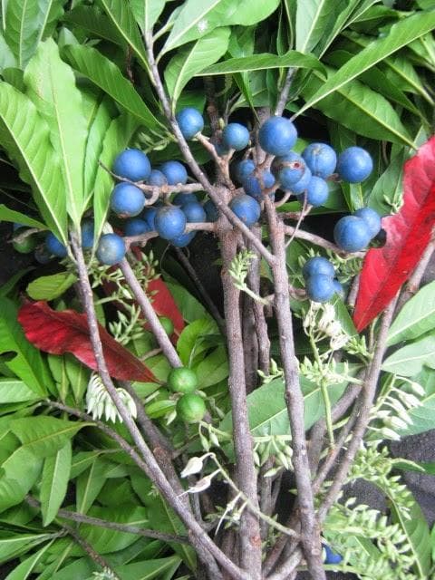 Elaeocarpus Ganitrus, Rudraksha tree Seeds — product photo 17