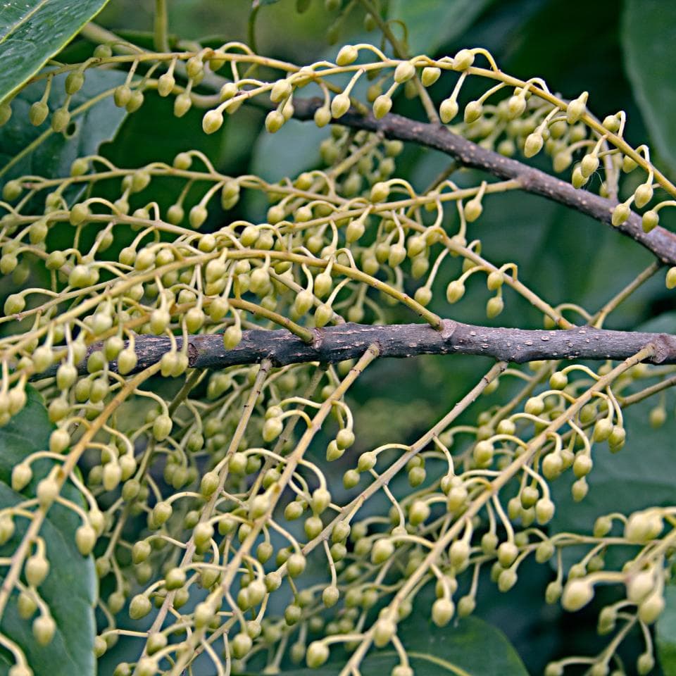 Elaeocarpus Ganitrus, Rudraksha tree Seeds — product photo 12