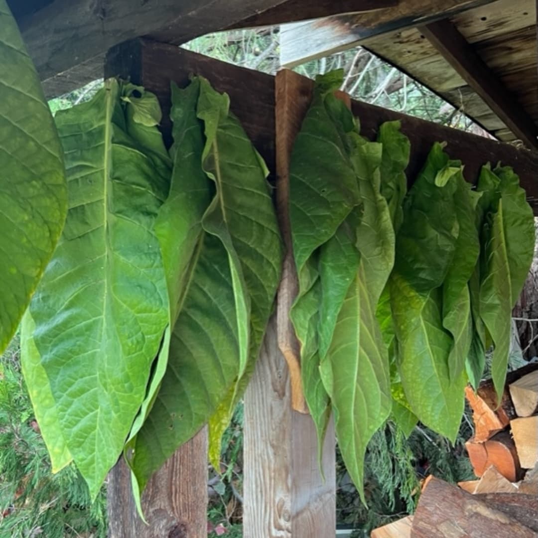 Tobacco Yellow Leaf 36 Seeds