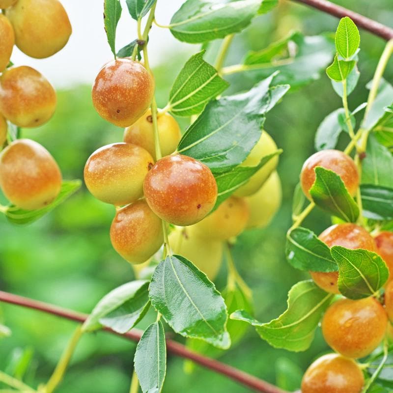 Red date, Chinese date, Ziziphus Seeds — product photo 9