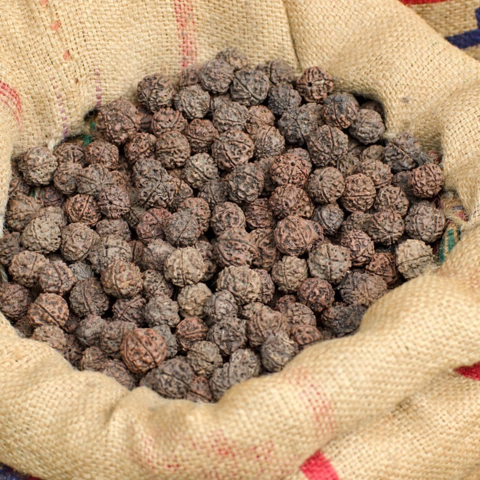 Elaeocarpus Ganitrus, Rudraksha tree Seeds — product photo 6
