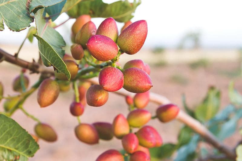 Pistachio Vera Seeds — product photo 15