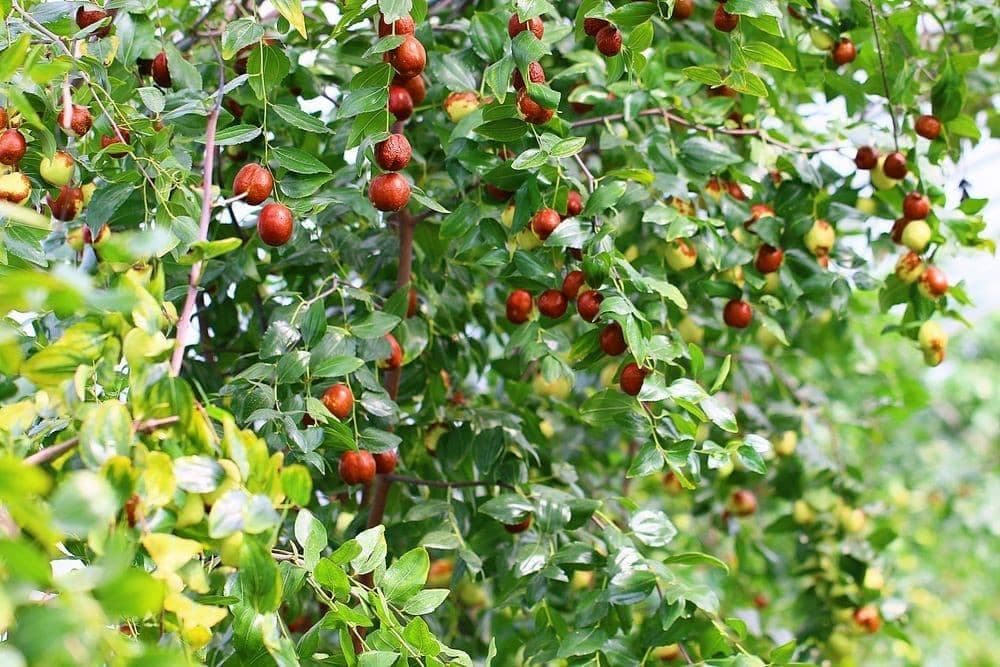 Red date, Chinese date, Ziziphus Seeds — product photo 20