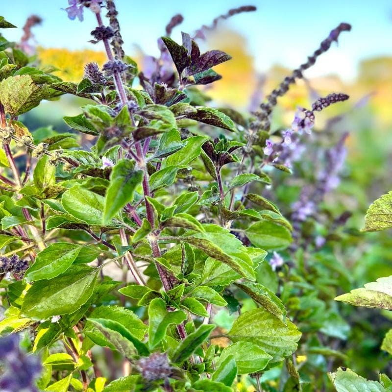 Krishna Tulsi, Tulsi (Black) Seeds