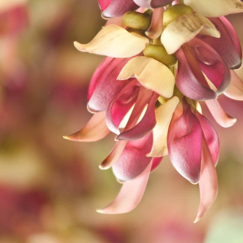 Mucuna pruriens, Velvet bean Seeds — product photo 9