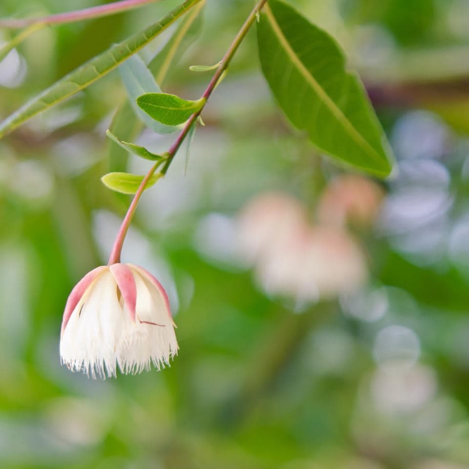 Elaeocarpus Ganitrus, Rudraksha tree Seeds — product photo 11