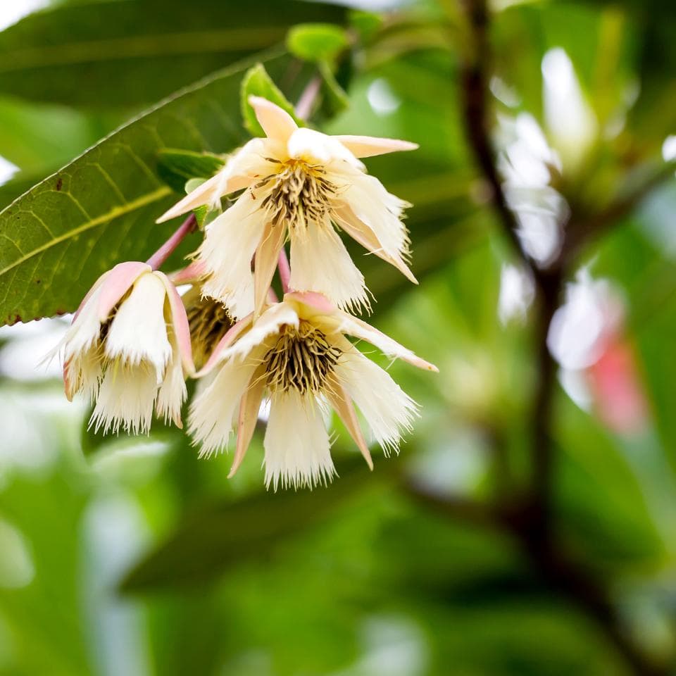Elaeocarpus Ganitrus, Rudraksha tree Seeds — product photo 5