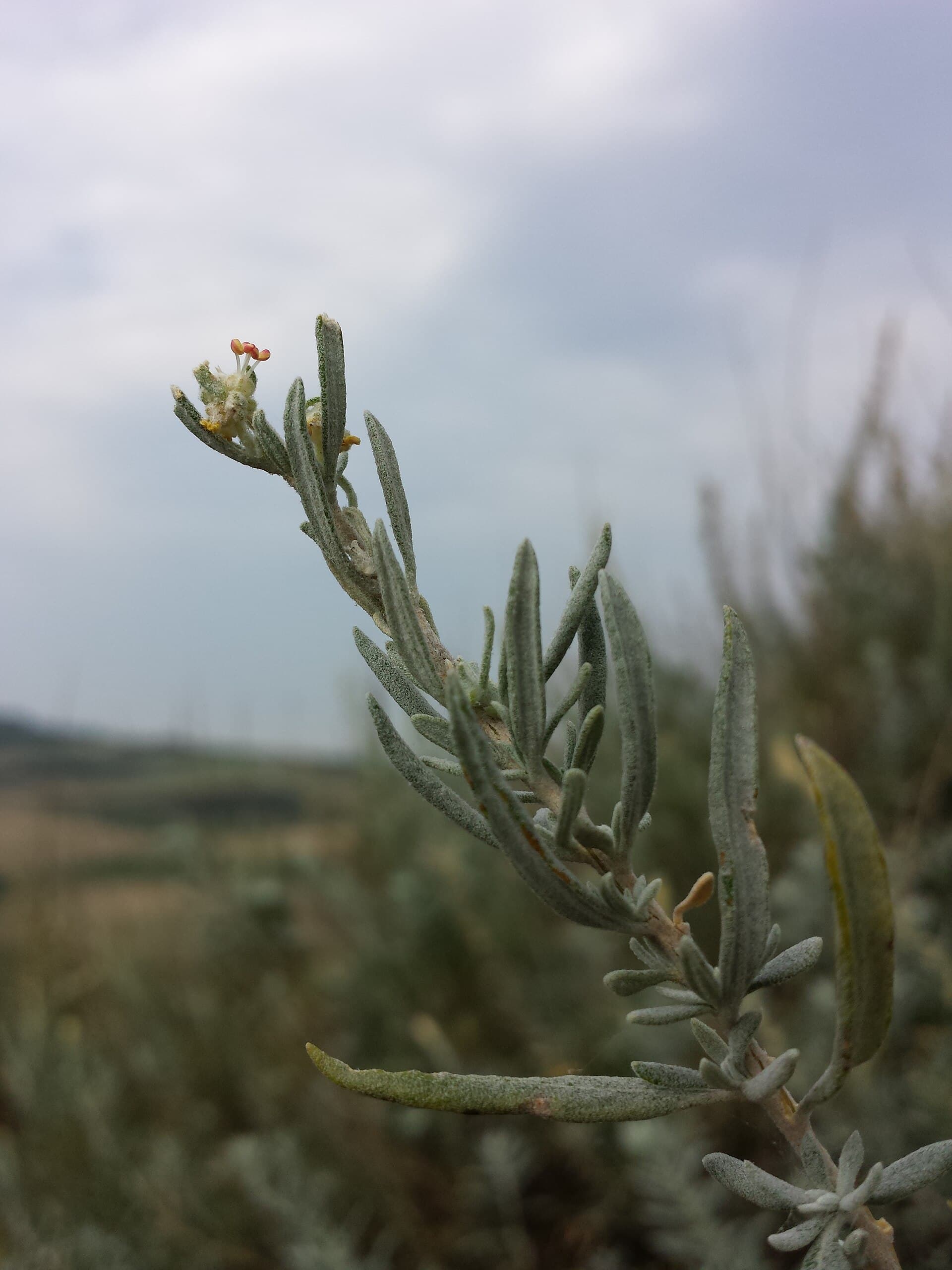 Krascheninnikovia ceratoides Eurasian Winterfat Seeds