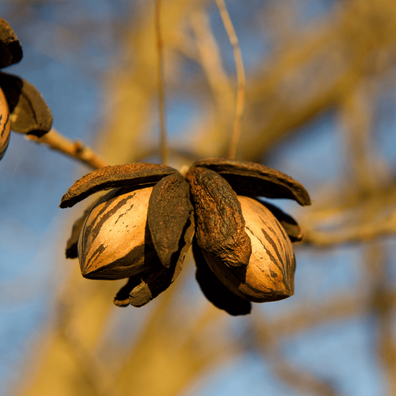 Pecan Seeds (Carya illinoinensis)