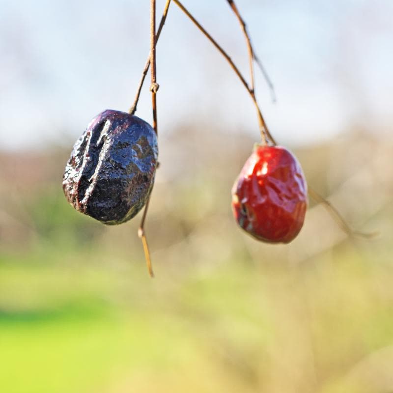 Red date, Chinese date, Ziziphus Seeds — product photo 10