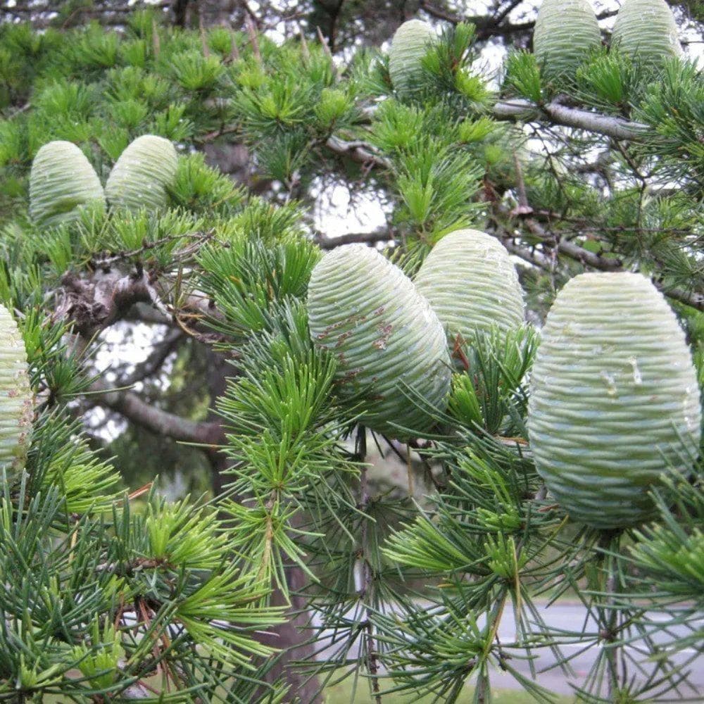 Himalayan Deodar Cedar Seeds (Cedrus deodara) — product photo 5
