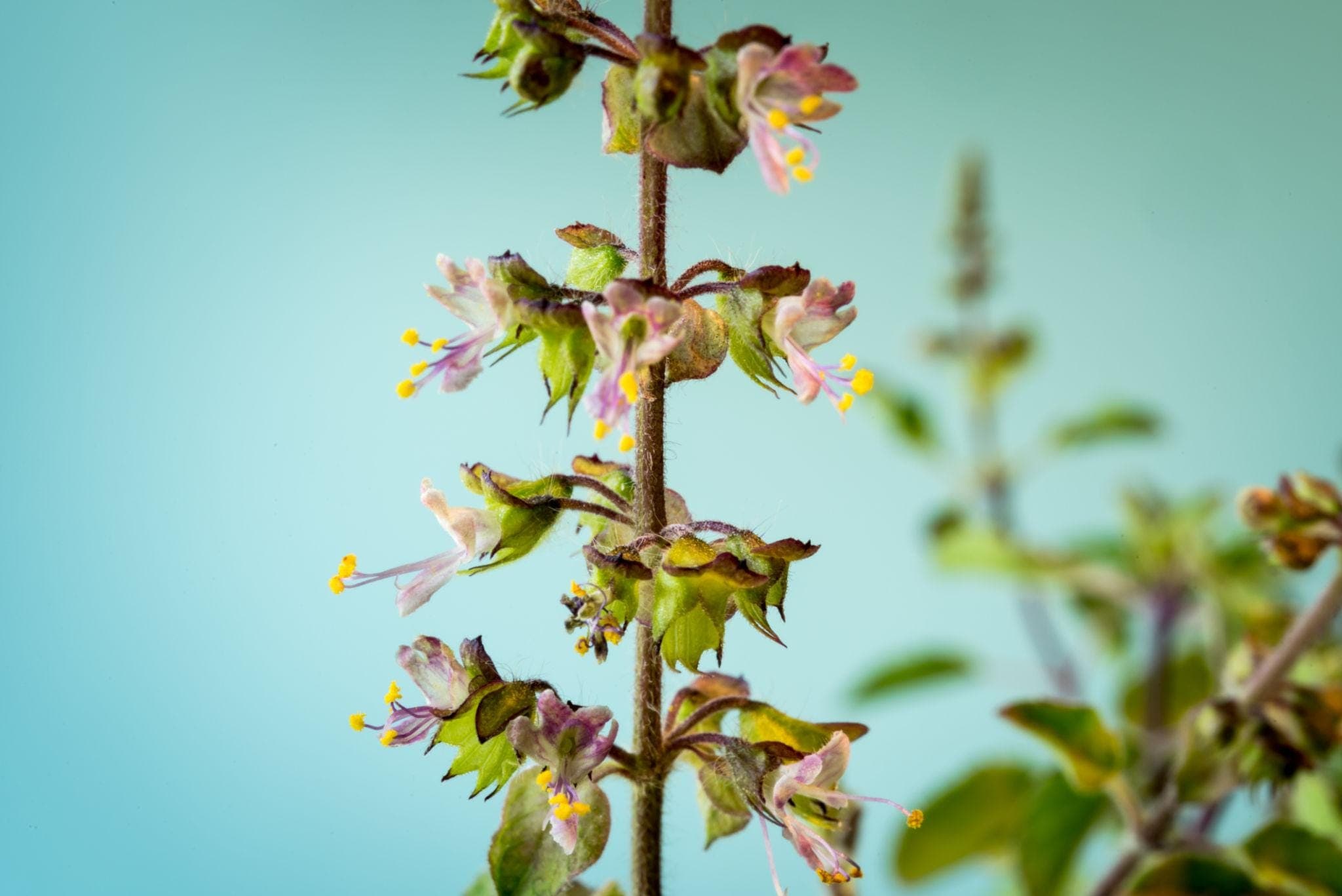 Krishna Tulsi, Tulsi (Black) Seeds — product photo 13