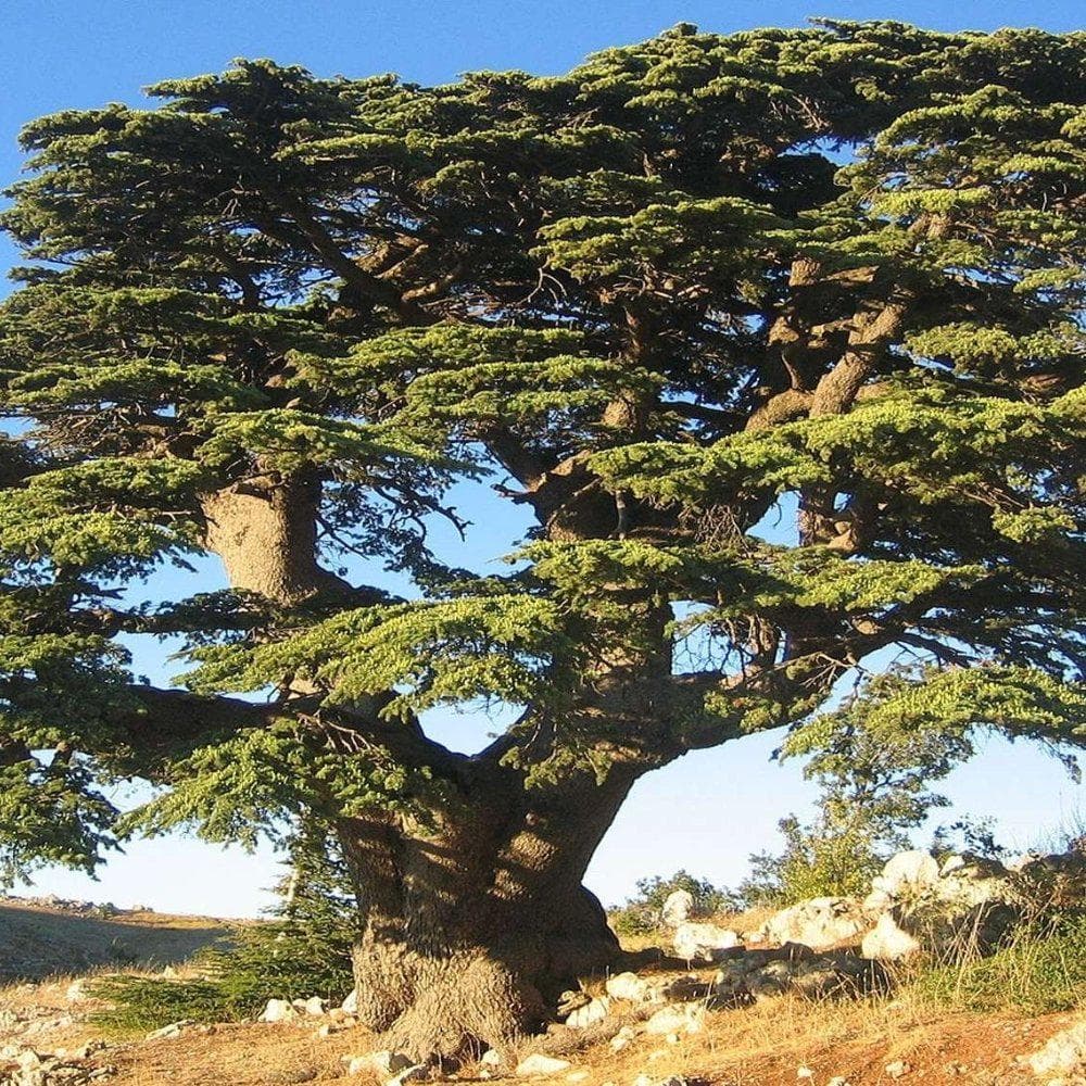 Himalayan Deodar Cedar Seeds (Cedrus deodara) — product photo 6