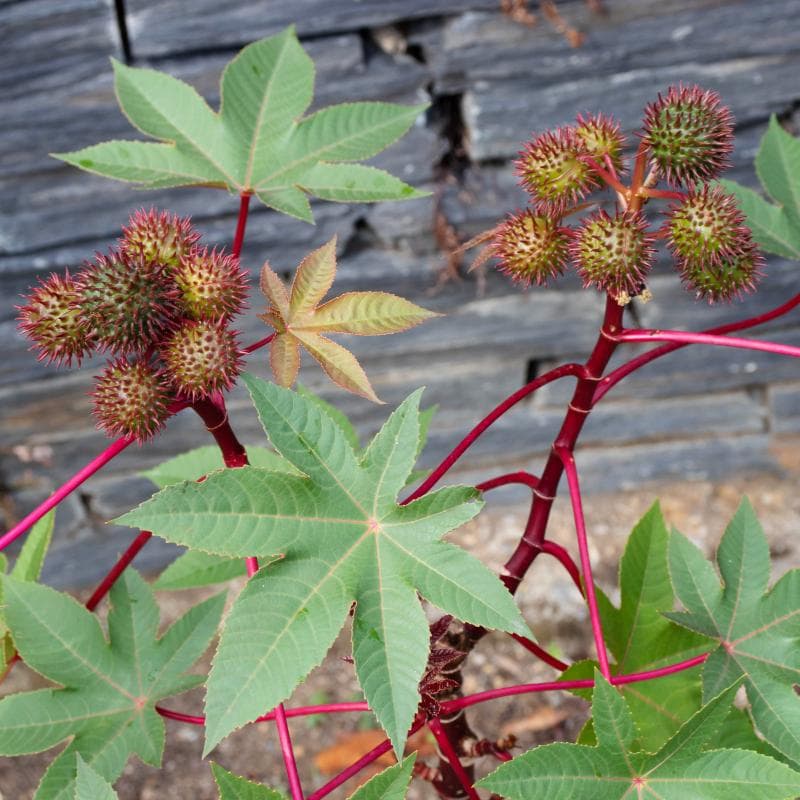 Castor bean Seeds — product photo 2