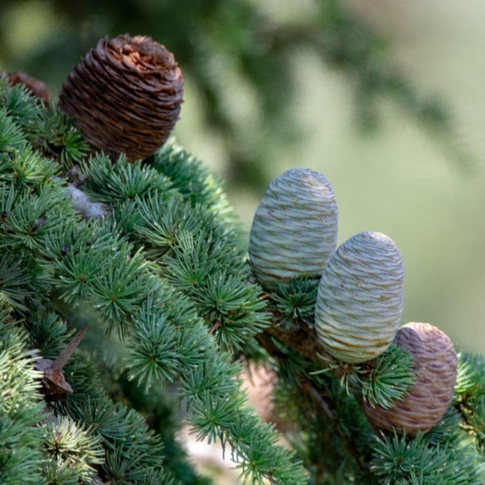 Himalayan Deodar Cedar Seeds (Cedrus deodara) — product photo 3